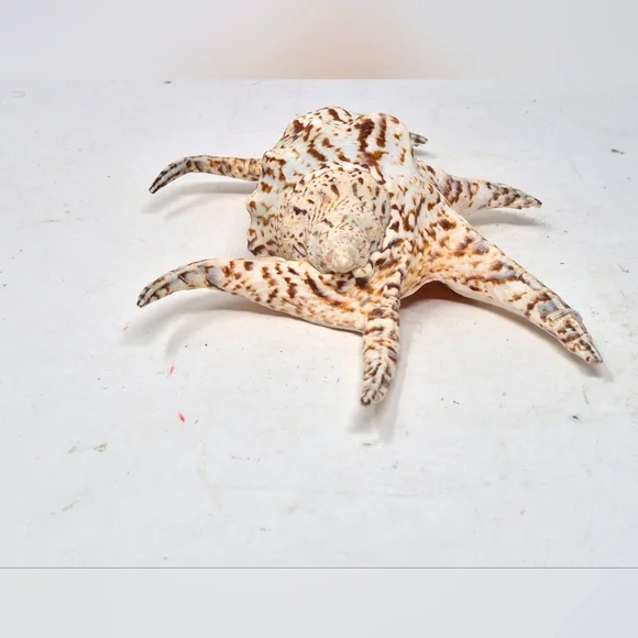 Spider Conch Sea Shell - Picture 5 of 6